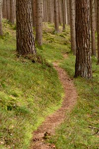 Forest nature migratory path photo