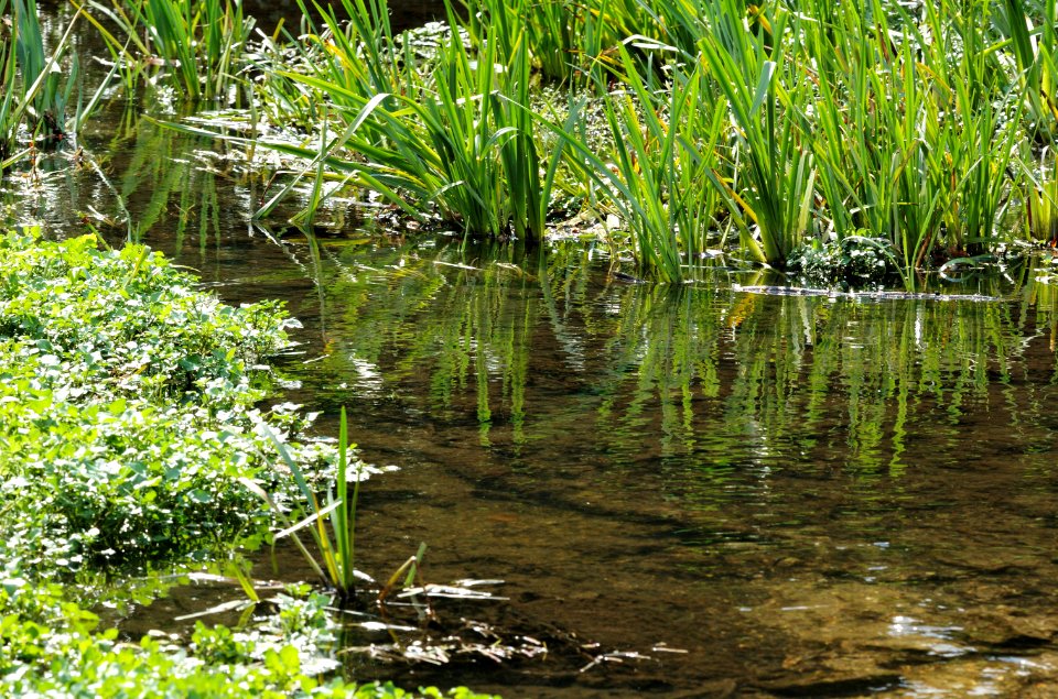Sopwell-Meadows-Ver-20050821-004