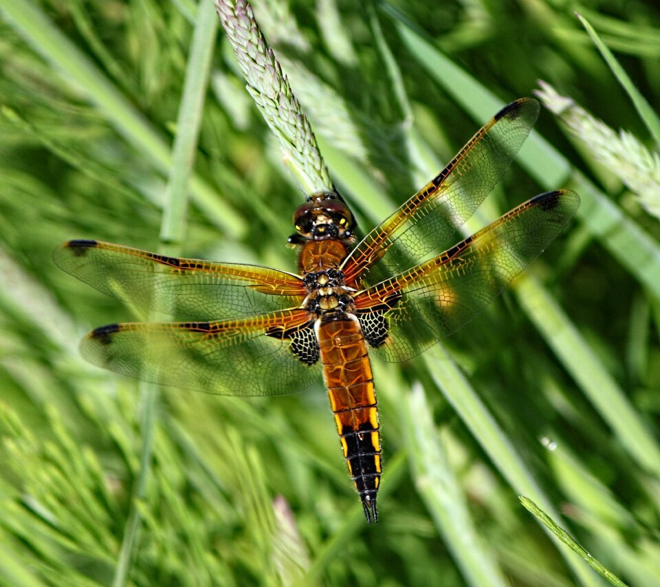Nature wing summer