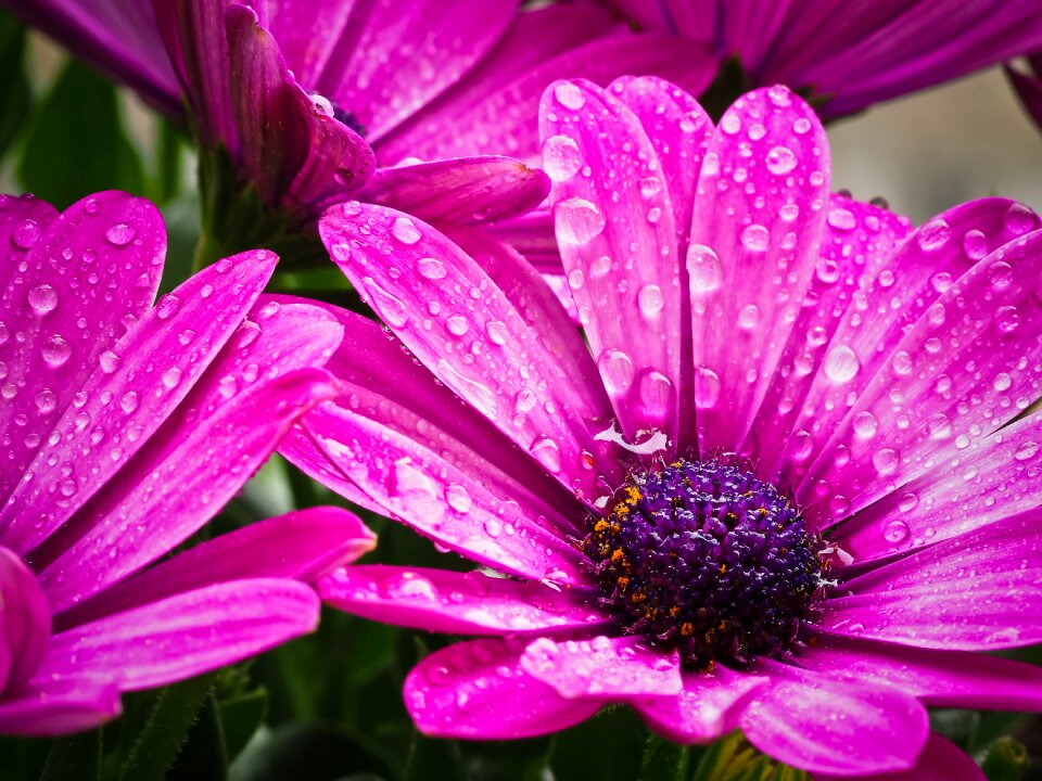 Flowers cape daisies nature