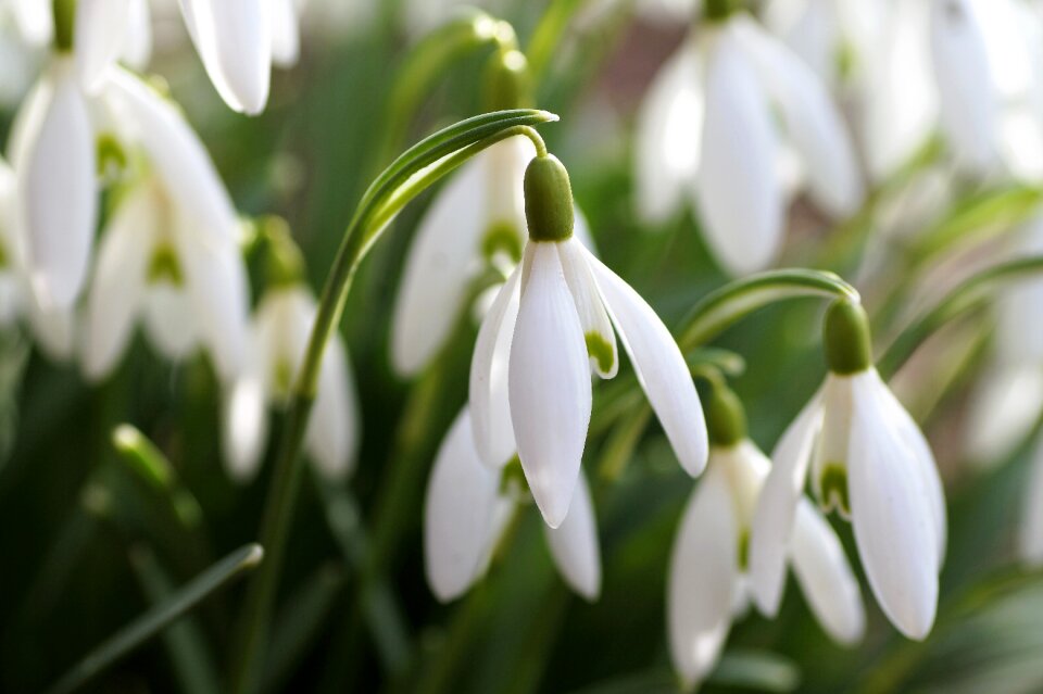 Flower white nature