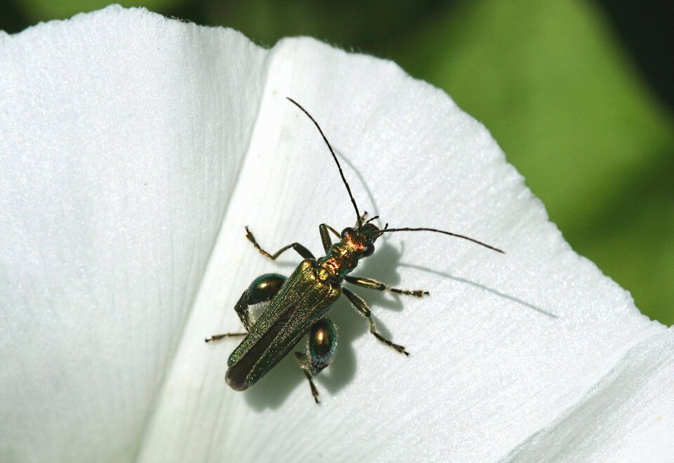 False oil beetle nature flower