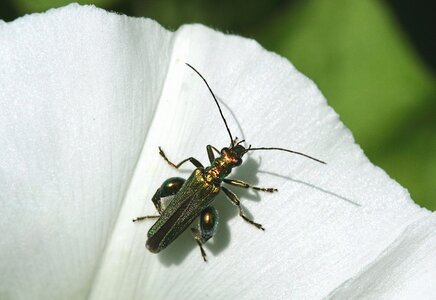 False oil beetle nature flower photo