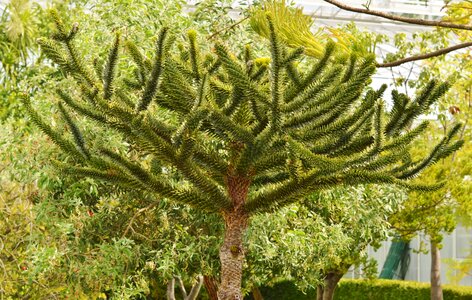 Green pointed nature