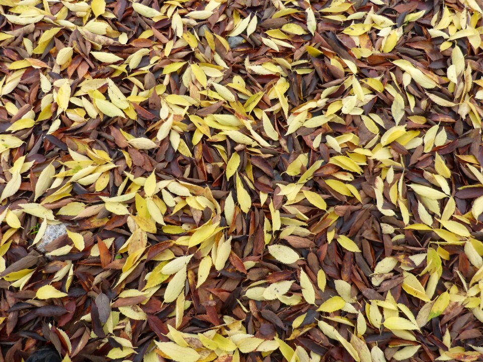 Carpet leaves autumn yellow leaves