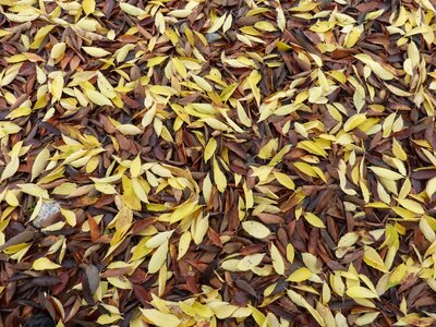 Carpet leaves autumn yellow leaves