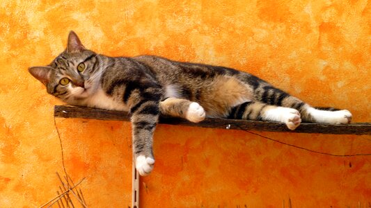 Sweet paw young cat