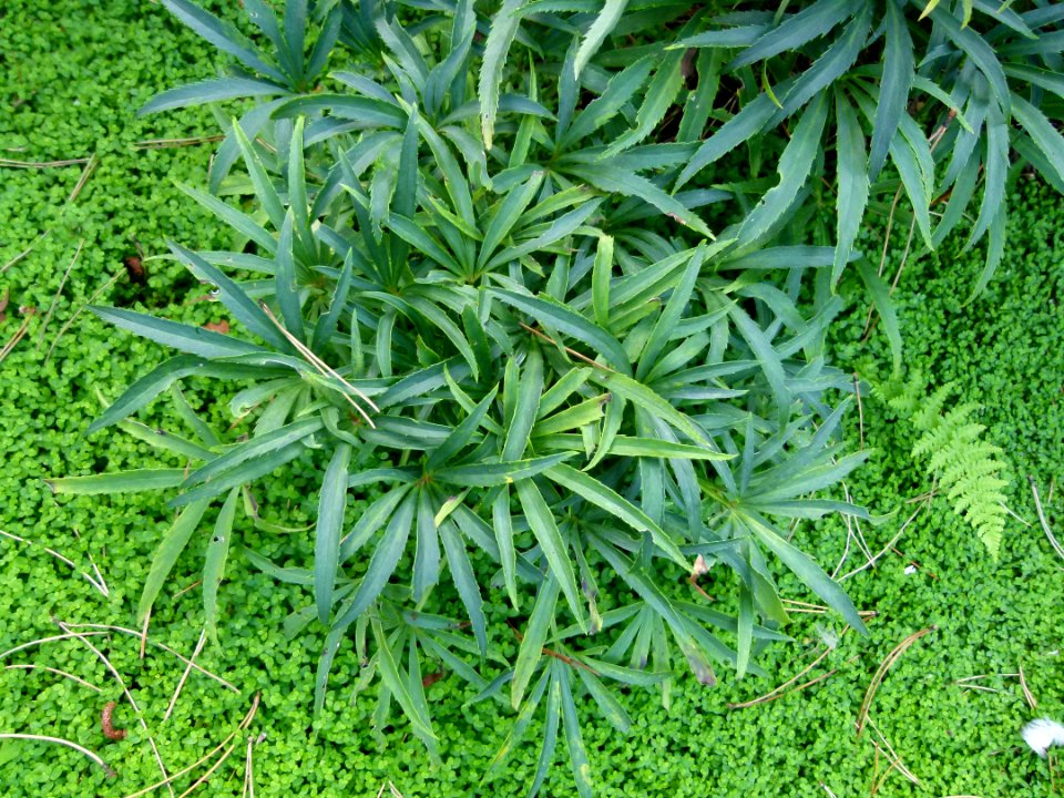 Sous-bois parc floral