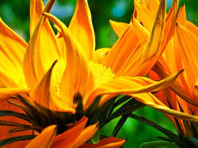 Bloom nature succulent plant