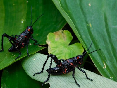 Nature lobster grasshopper photo