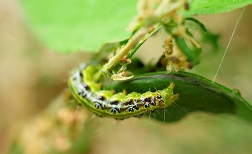 Butterfly destruction eat