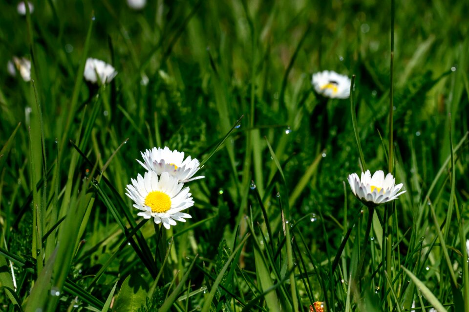 Blossom bloom flowers