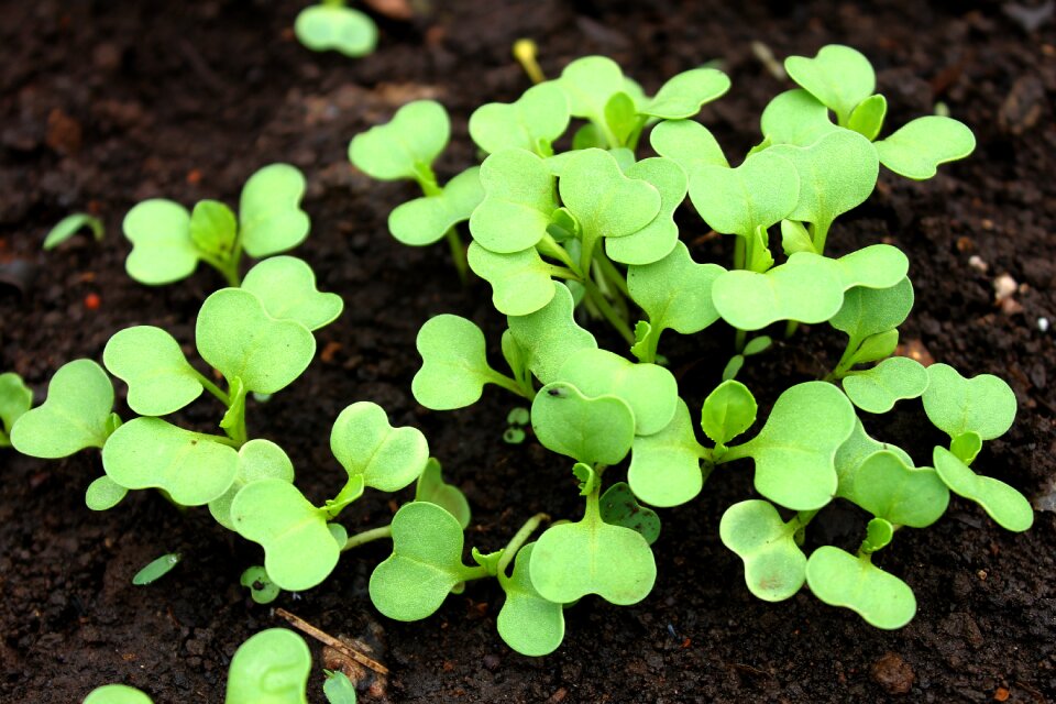 Bok choy growing planting vegetable