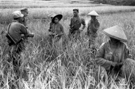 Soemedang. De rijst op de sawahs is klaar voor de oogst en men komt handen te ko, Bestanddeelnr 3846