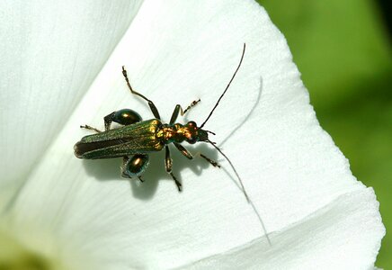 False oil beetle nature flower