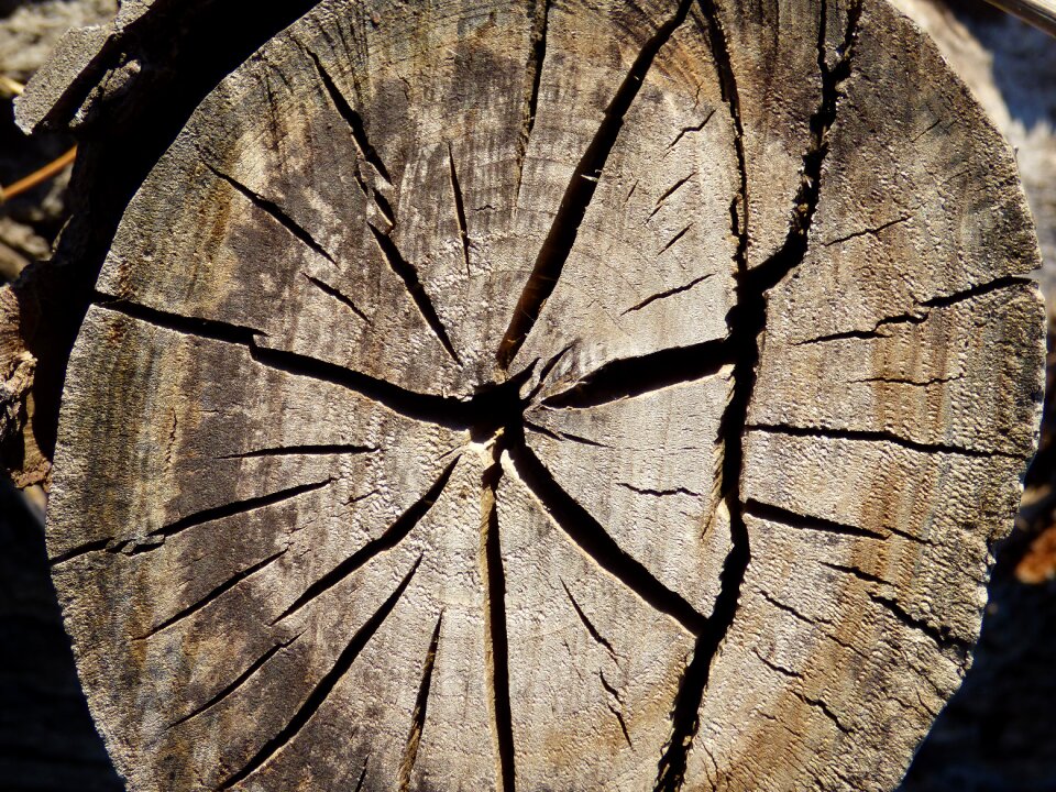 Cracks cut trunk lena
