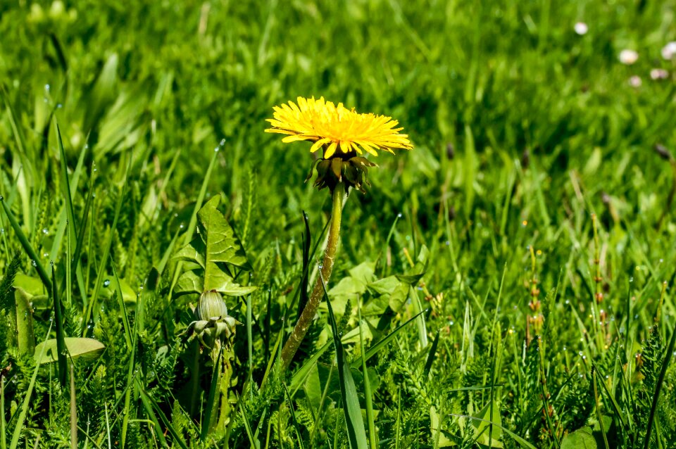 Yellow bloom pointed flower