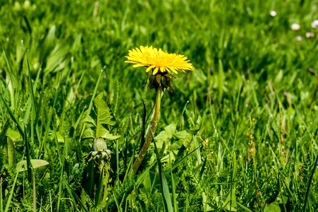 Yellow bloom pointed flower