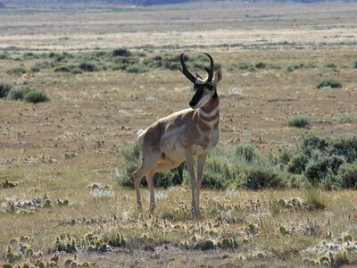 Wildlife wyoming arid photo