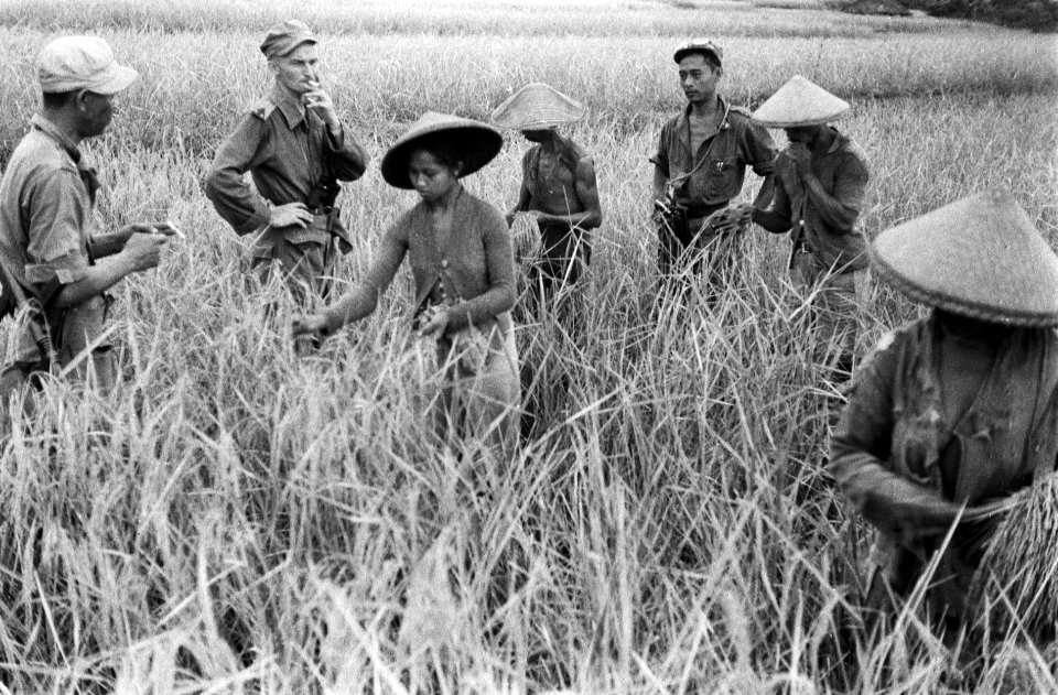 Soemedang. De rijst op de sawahs is klaar voor de oogst en men komt handen te ko, Bestanddeelnr 3847