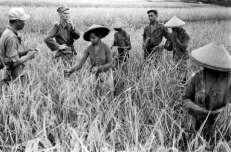 Soemedang. De rijst op de sawahs is klaar voor de oogst en men komt handen te ko, Bestanddeelnr 3847