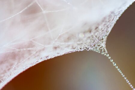 Dew close up beads