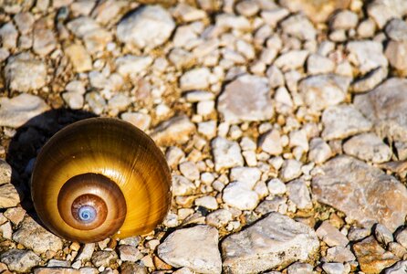 Spiral sea ​​stones photography