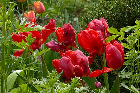 Tulipa red spring photo