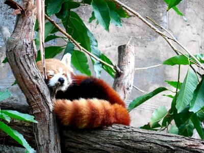 Panda red animal