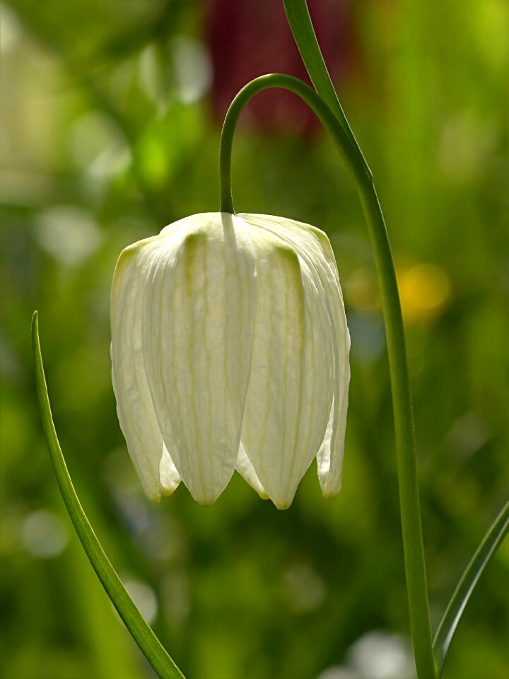 Fritillaria meleagris white spring