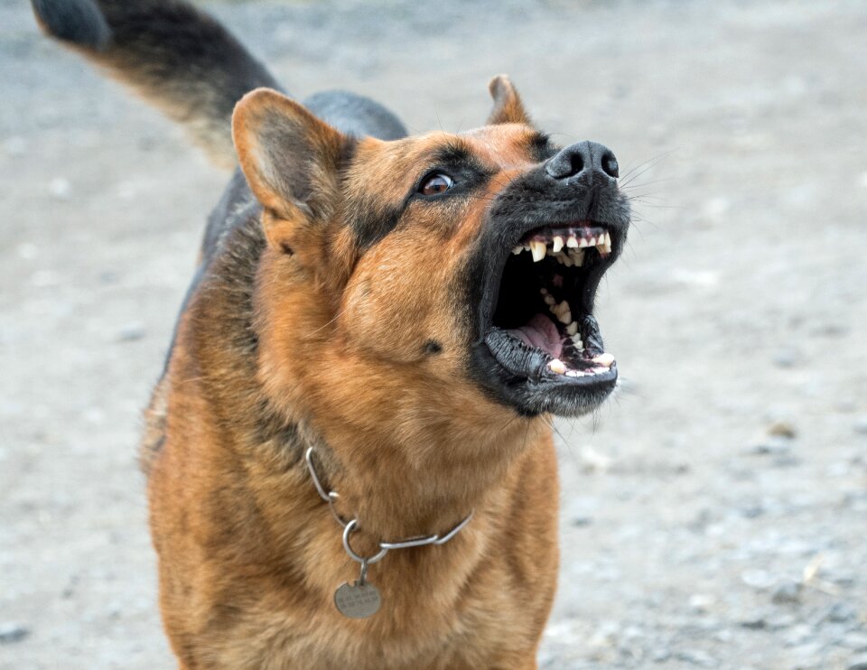 Dangerous german shepherd to bark