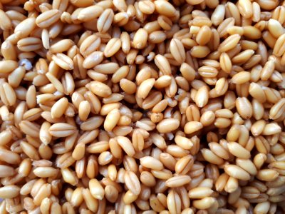 Soaked wheat 2017 photo