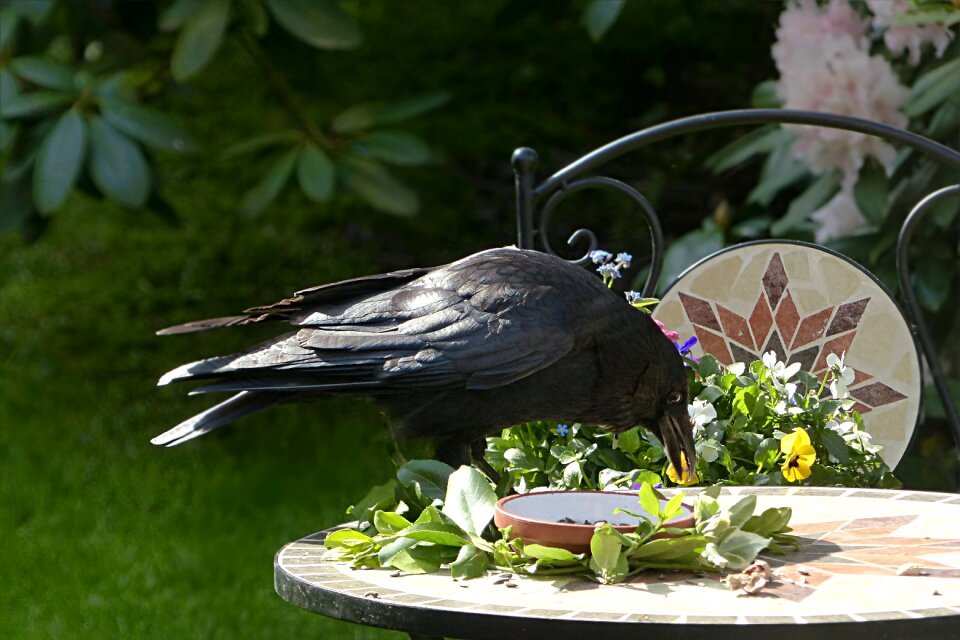 Black foraging garden