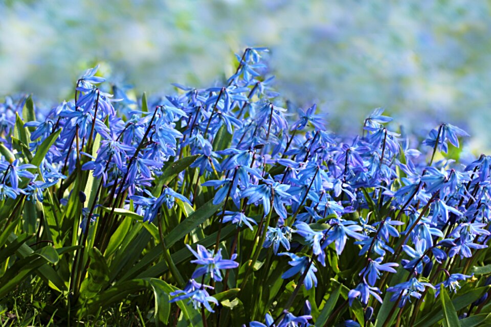 Hyacinthoides blue spring