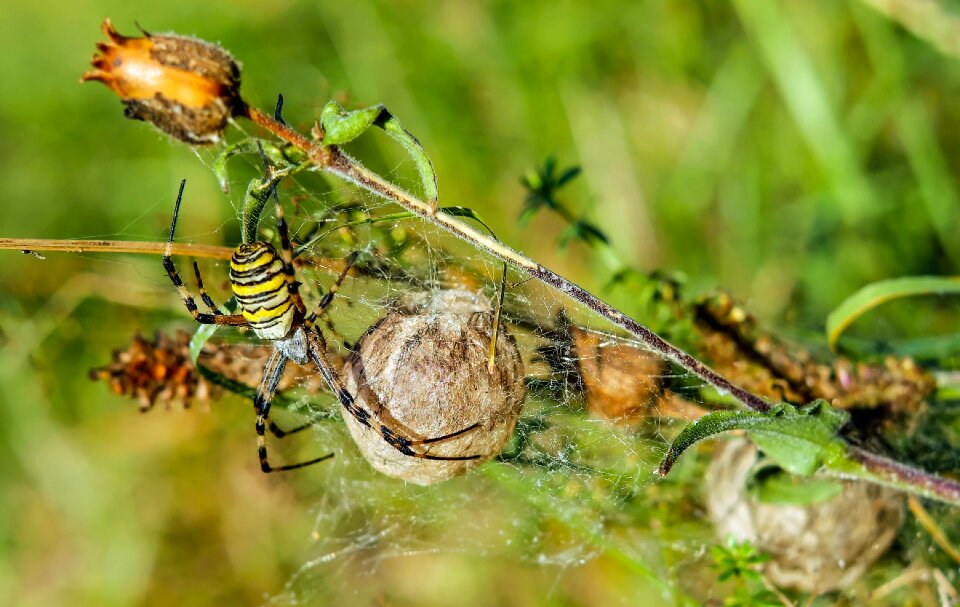 Argiope bruennichi silk band spider tiger spider