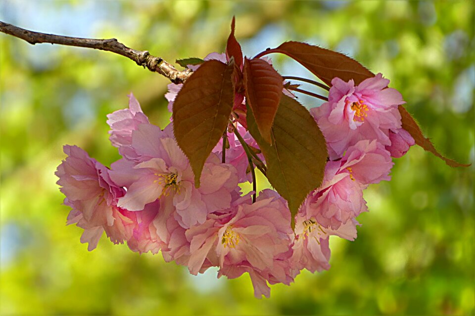 Japanese cherry prunus serrulata pink