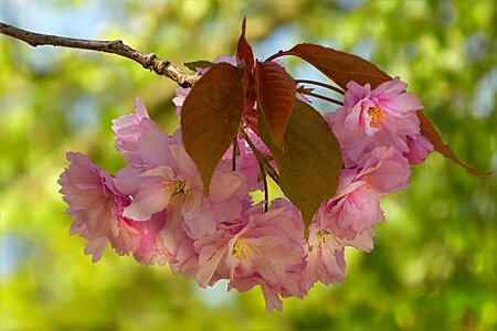 Japanese cherry prunus serrulata pink photo
