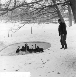 Sneeuw, vogels, wakken, Bestanddeelnr 914-8423