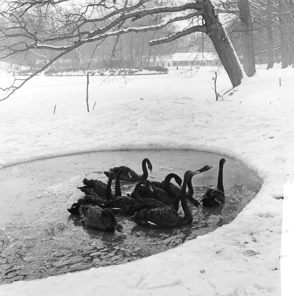 Sneeuw, vogels, wakken, Bestanddeelnr 914-8422