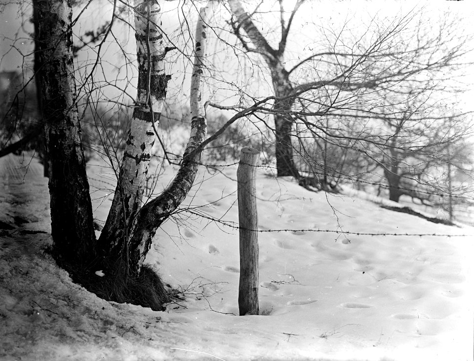 Sneeuw, bomen, afrasteringen, Bestanddeelnr 253-7143