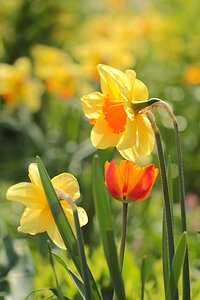 Narcissus yellow orange spring photo
