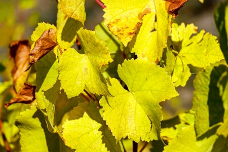 Vine autumn color climber plant