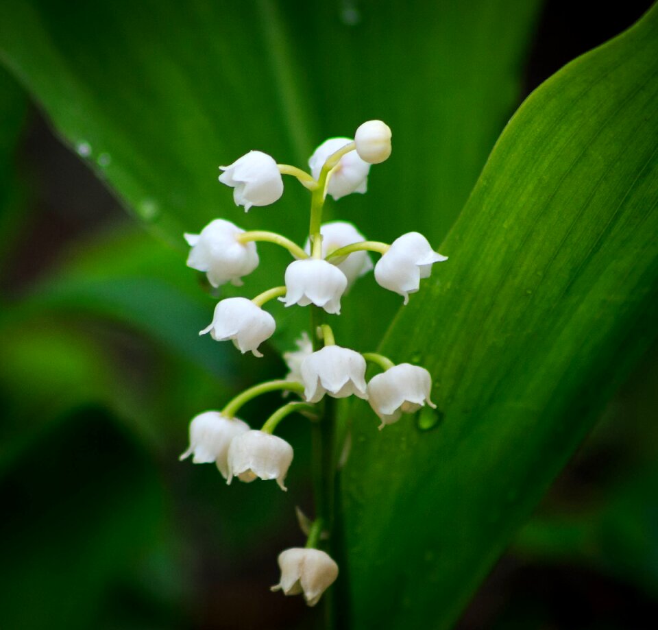 Flower spring green spring