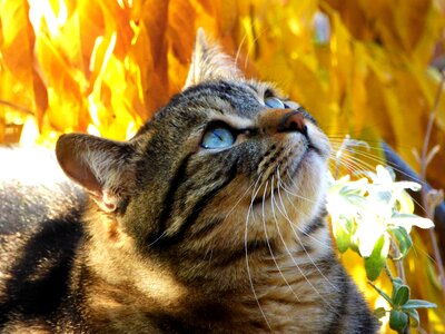 Autumn leaves feline