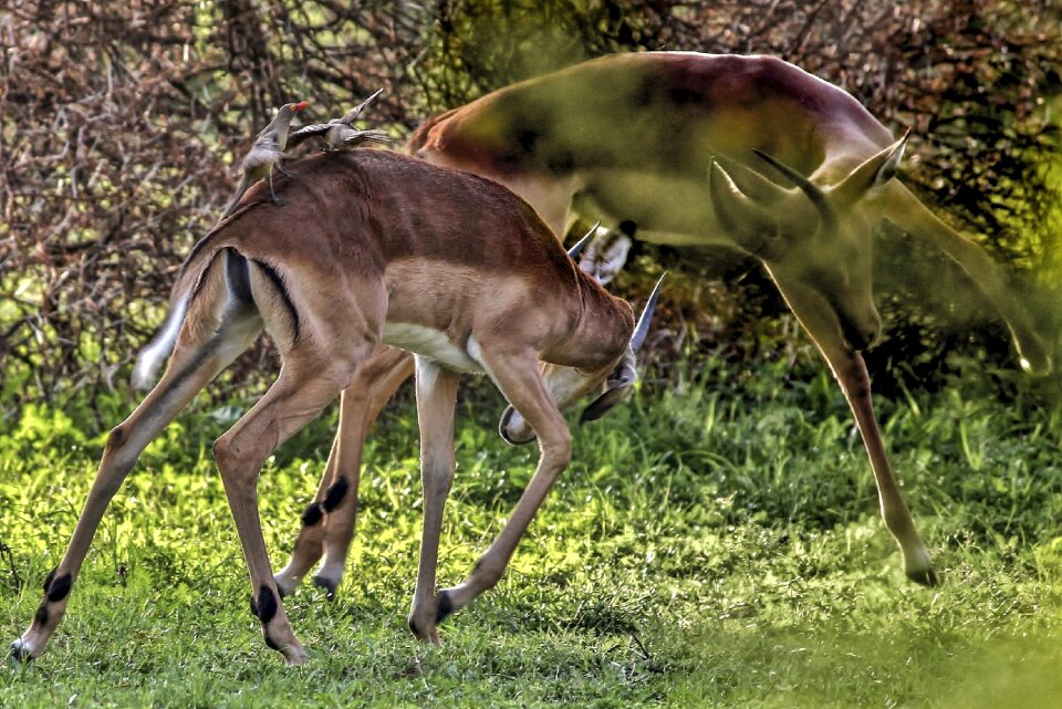 Pair fighting nature