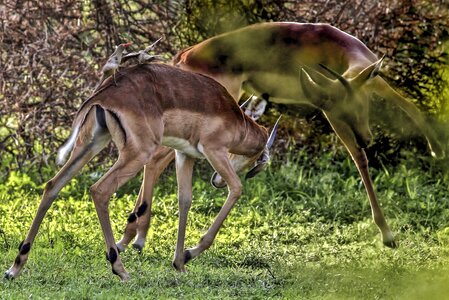 Pair fighting nature