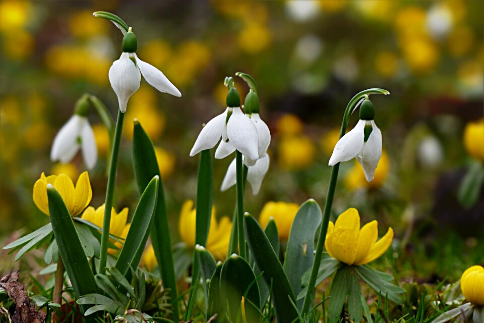 Galanthus white green spring