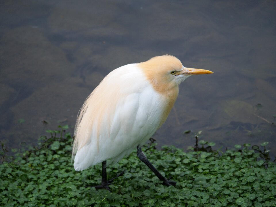 Yellow head heron bird taipei