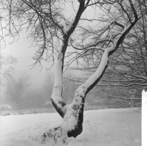 Sneeuw in de bossen, Bestanddeelnr 918-7749