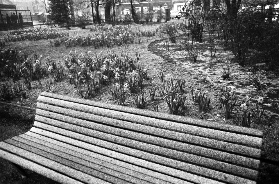 Sneeuw in april, Frederiksplein-bank onder sneeuw met narcisjes erachter, Bestanddeelnr 919-0292